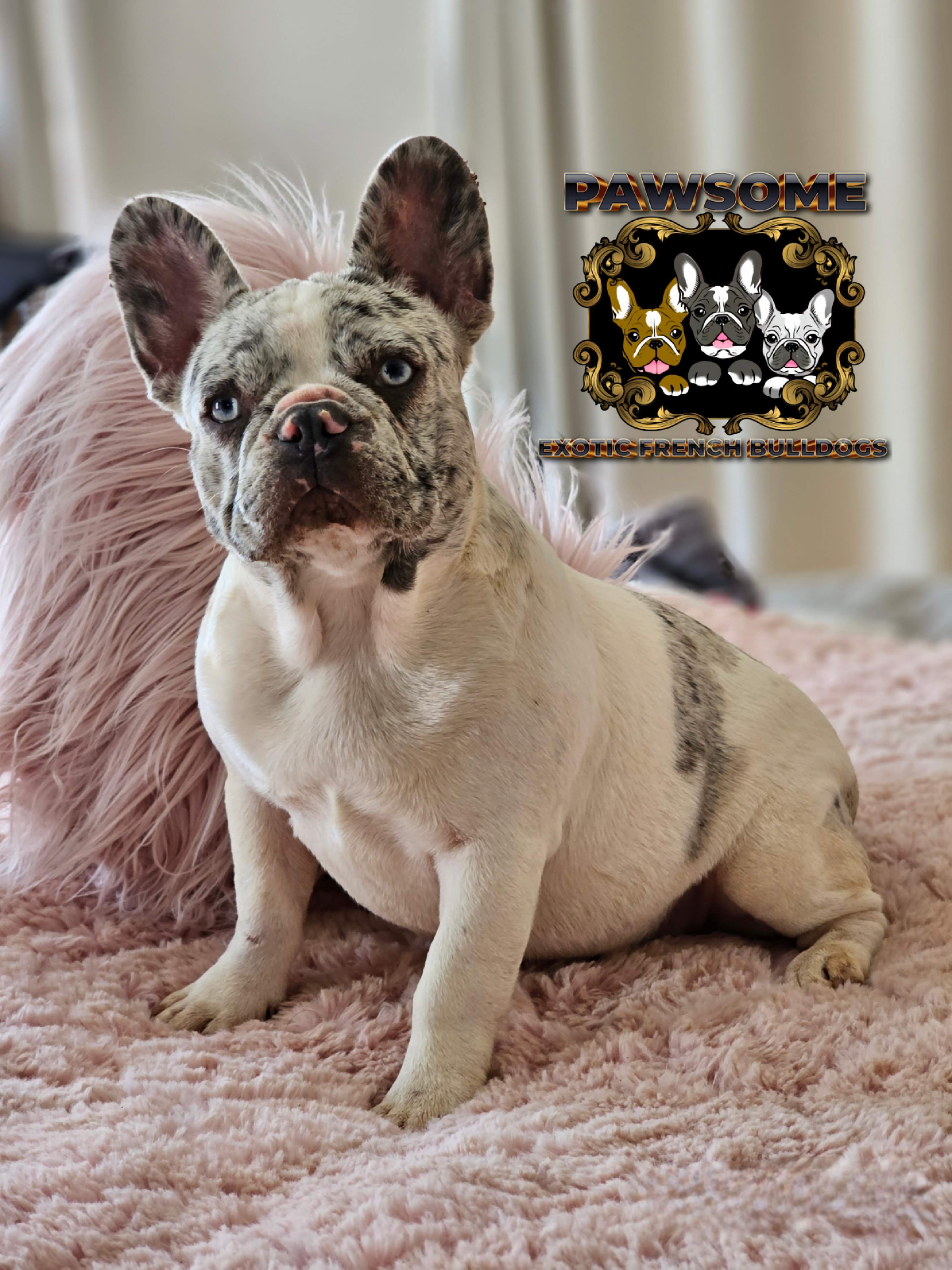 Image of french female bulldog 5